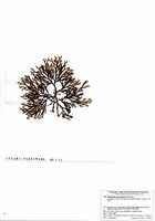 藏品(刺網地藻)的圖片